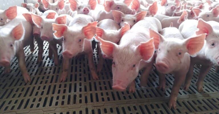 El sector porcino arrancó 2026 con crecimiento, pero preocupa la competitividad