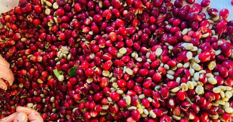 Cinco semillas y un sueño: el primer café con sello de origen argentino nació en Tucumán