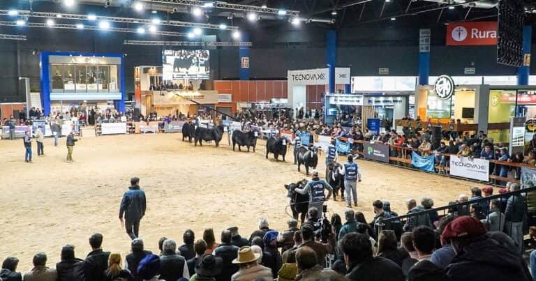 Ya hay más de mil animales inscriptos en la Expo Angus de Otoño