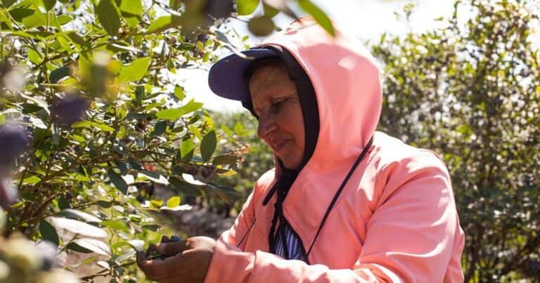 Actualizan 2% los montos por Prestación de Desempleo para los trabajadores rurales en abril