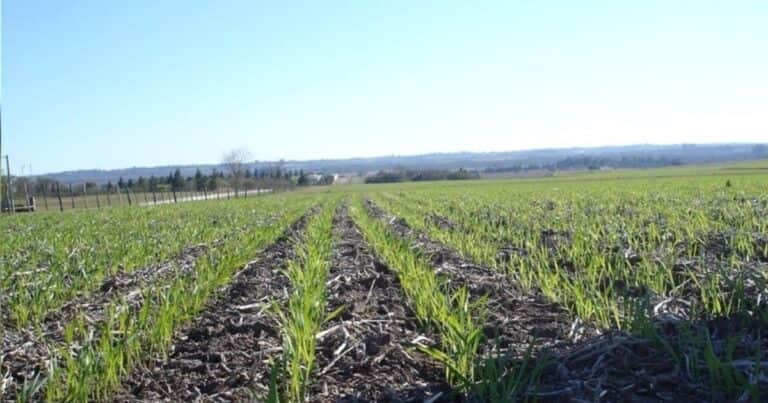 El precio de la urea y los alquileres le ponen un techo al trigo en su propio bastión