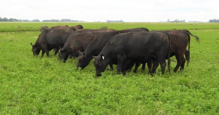 La receta para no perder pasto: nutrición balanceada y cosecha controlada
