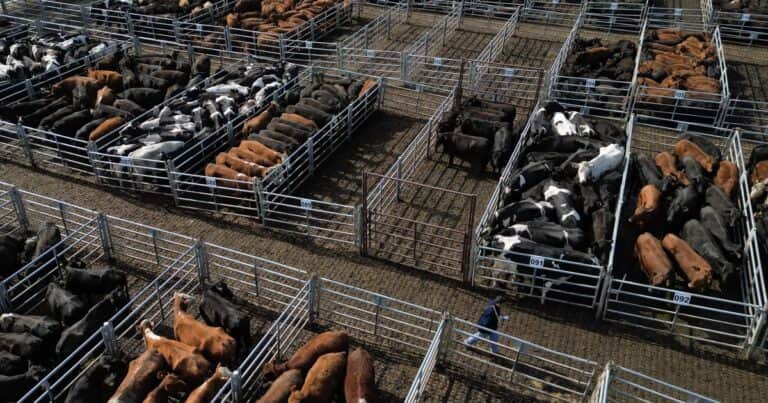 El precio de la hacienda ya cayó 10 por ciento desde su pico: ¿bajará el valor de la carne en el mostrador?