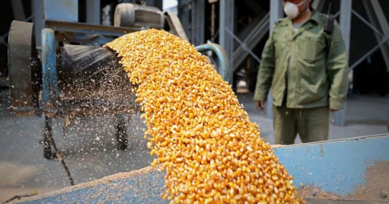 Las exportaciones de maíz marcaron un récord histórico en marzo