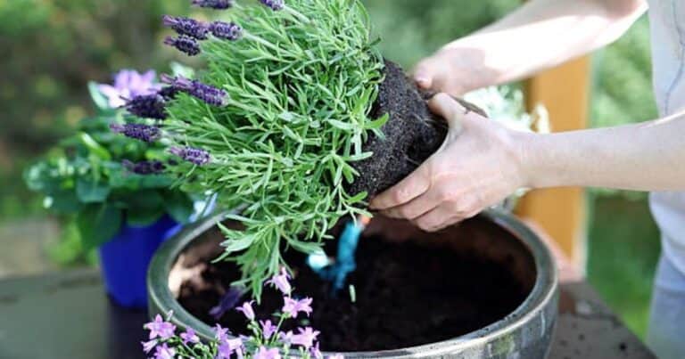 Ni el frío ni las heladas las dañan: las plantas ideales para un jardín resistente todo el año