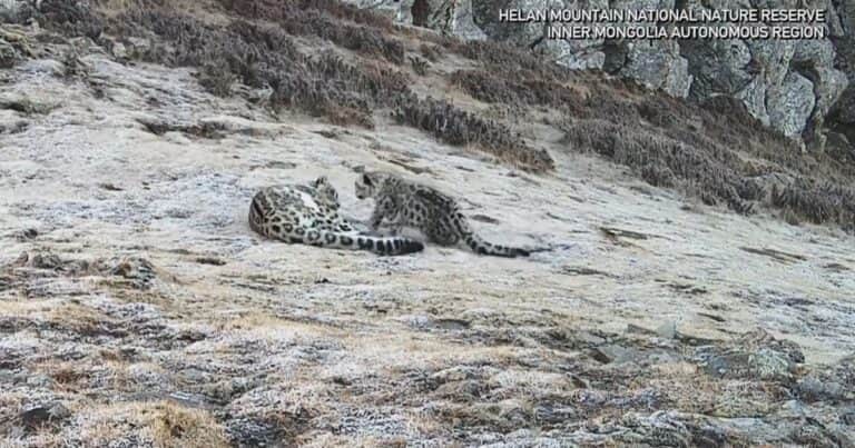 Emocionante momento: el juego entre una leopardo de las nieves y su cría que marca un hito en la naturaleza