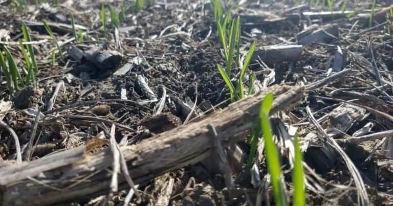 Los desafíos de un cultivo estratégico: en Mar del Plata se midió la vocación triguera
