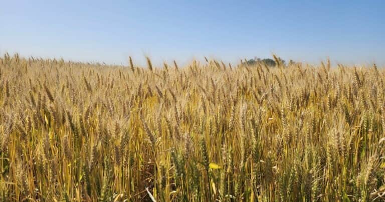 El agro habla con el bolsillo y el Gobierno contestó con el corazón