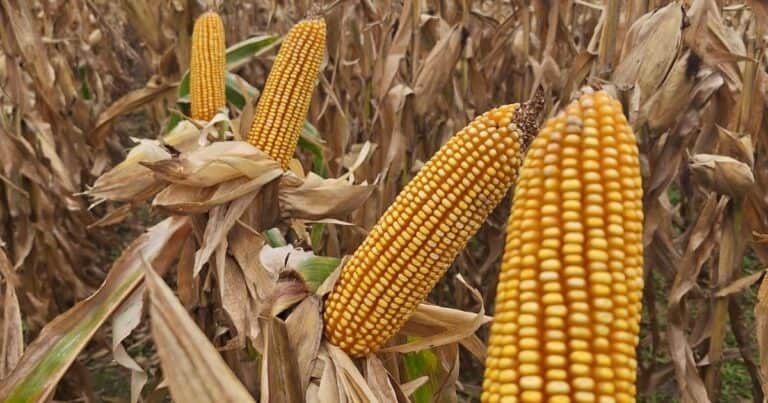 Producción, exportación y agregado de valor: los ejes del congreso sobre maíz y sorgo que reunirá a la cadena de los cultivos