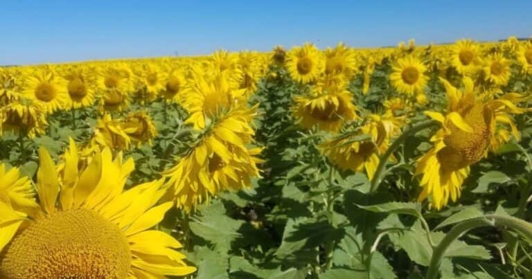 Finalizó una cosecha histórica de girasol y se espera un salto abrupto en las exportaciones