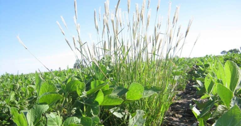 “Alerta roja”: advierten sobre una nueva maleza resistente a dos herbicidas claves
