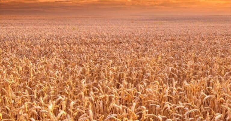 El precio internacional del trigo no para subir: en Argentina ya tuvo un aumento de US$ 40 en lo que va del año pese a la cosecha récord