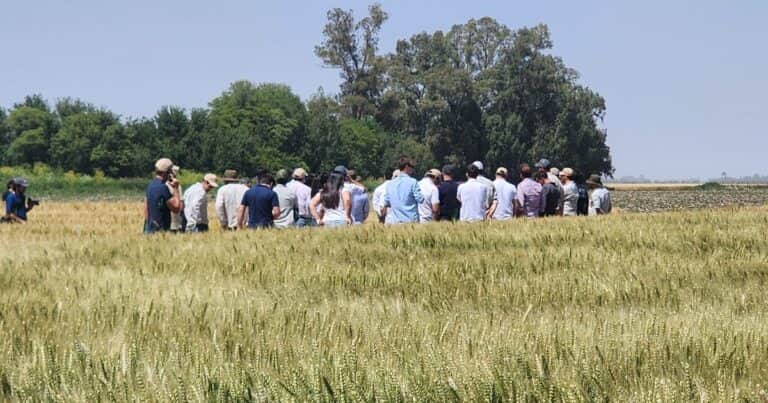 Genética de vanguardia en el epicentro del cultivo de trigo en Mar del Plata
