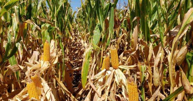 El Gobierno también bajará las retenciones al maíz, girasol y sorgo a partir de 2027: cómo será el cronograma de reducción