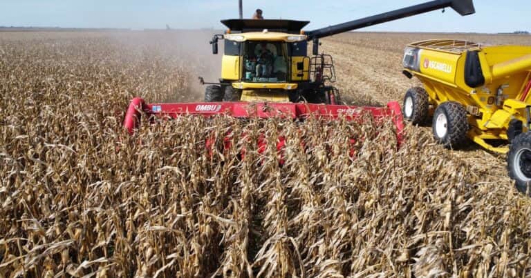 “Se está pagando de más”: el precio local de un cultivo clave subió 7% en abril y se mantiene por encima de los valores internacionales
