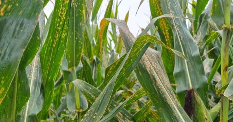 Advierten que el clima húmedo favorece el avance de la mancha blanca en maíz