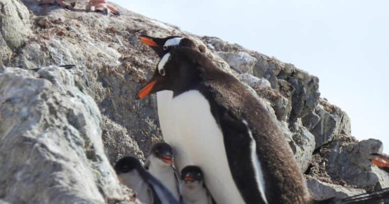 Descubren una nueva especie de pingüino por primera vez en cien años