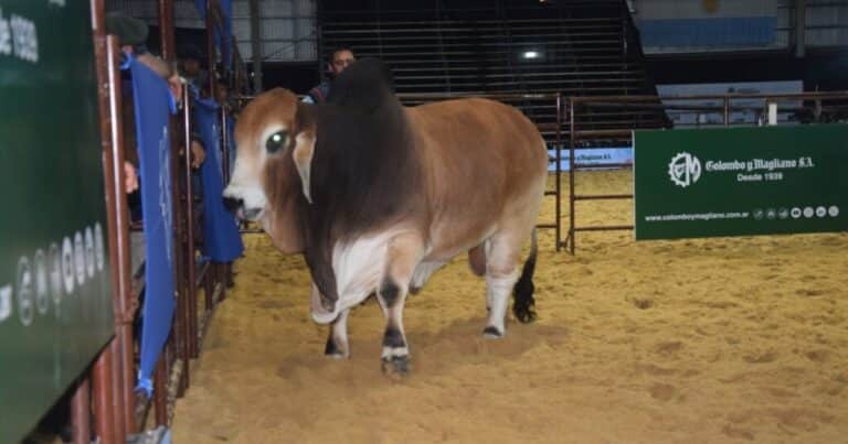Pagaron $40 millones por el 50% de un Gran Campeón Brahman en las Nacionales