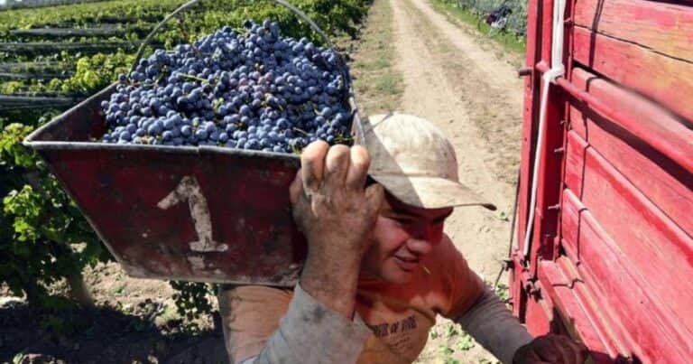 Vitivinicultura: la cosecha cayó 10% y los productores alertan por los bajos precios