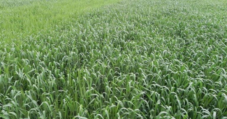 Pese a mejores reservas de agua de los últimos años, cae la intención de siembra de trigo: los motivos