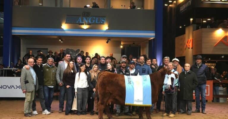 Angus coronó a sus mejores hembras en Palermo
