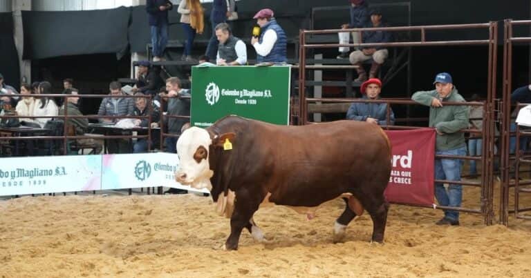 Braford realizó su remate: pagaron $39 millones por un toro premiado en la jura