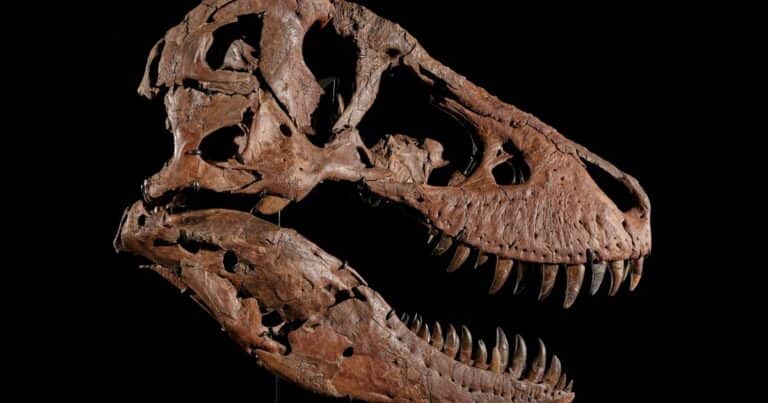 Así es «Gus», el Tiranosaurio Rex gigante que se subasta en Nueva York y podría romper el récord al fósil más caro
