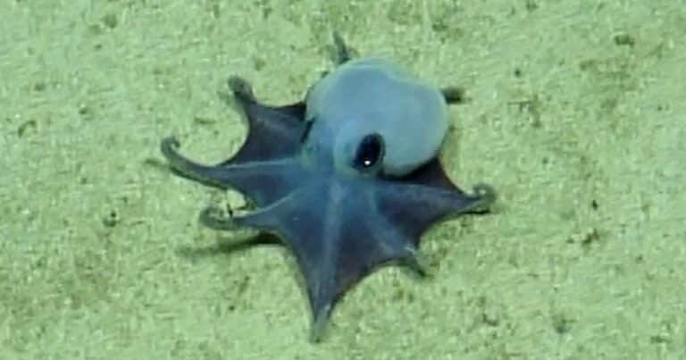 Descubrieron un nuevo pulpo: es de color azul y pequeño como una pelota de golf