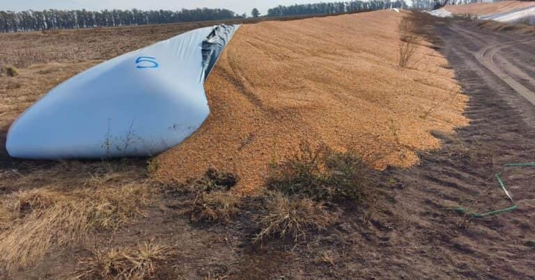 “Daño brutal”: denuncian la rotura de 12 silobolsas con más de 2100 toneladas de granos en Santa Fe