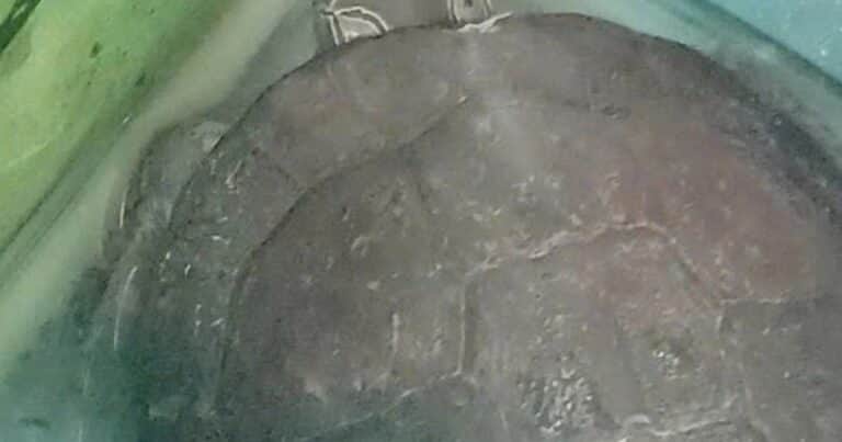 Fue al jardín de su casa y encontró un pequeño animal de una especie en peligro crítico de extinción que requería ayuda