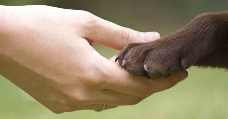 Muchos dueños lo desconocen: la Ley de Bienestar Animal prohíbe tener perros y gatos viviendo en terrazas o balcones en España