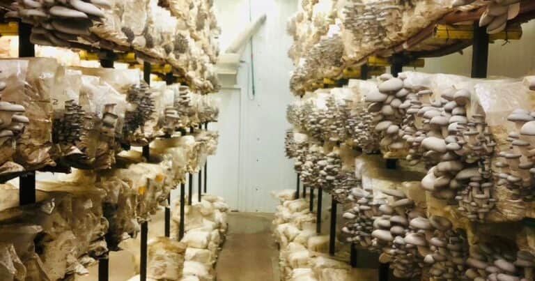 Llegó de Colombia por unos meses y dos décadas después expande su negocio de hongos en la región