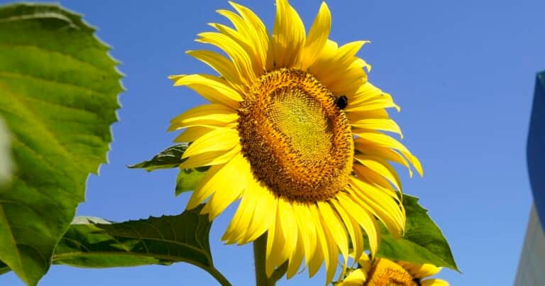 «Existe un enorme margen de mejora»: cómo lograr 2000 kilos más de girasol por hectárea