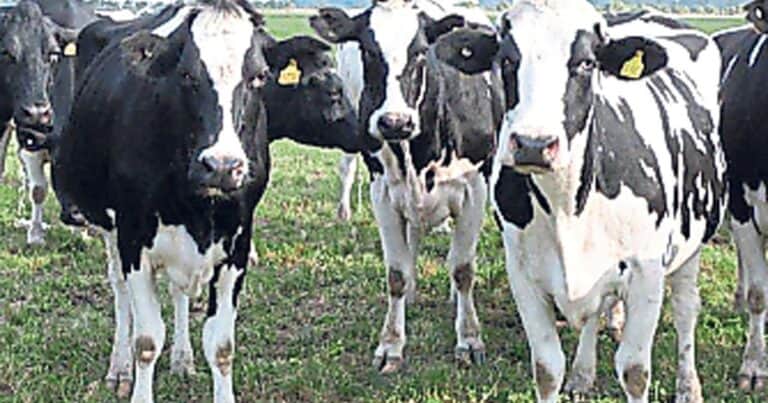 Más leche, pero en menos manos: crece la producción, pero siguen cerrando tambos y avanzando el proceso de concentración