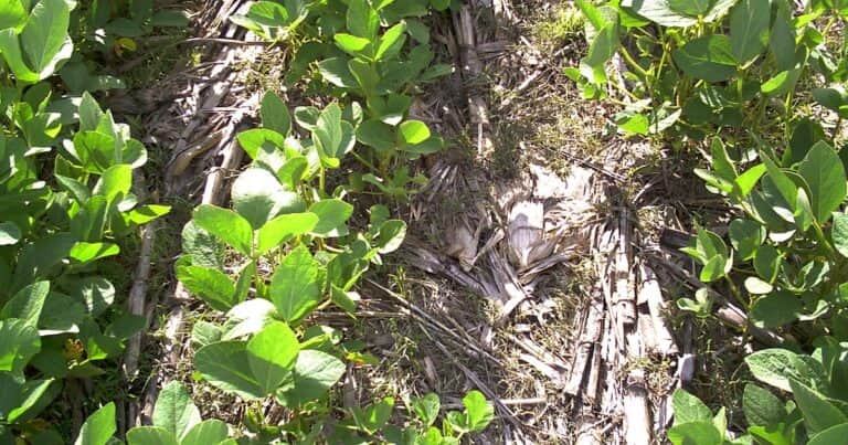 «En deuda con la productividad»: en Argentina se están perdiendo 900 kilos de soja por hectárea por mala nutrición