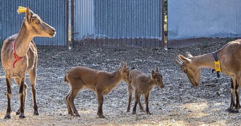 Nacen las primeras cabras salvajes por fecundación in vitro a partir de animales muertos