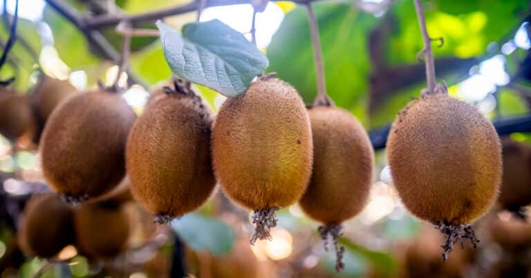 Kiwis amarillos, frutillas en la Patagonia y cambios de dueño: los negocios de un sector que mueve millones y pasa bajo el radar