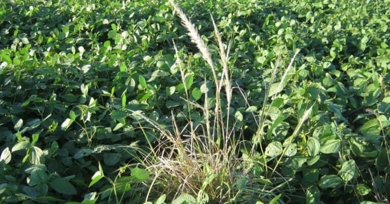 Malezas: resistencia y tolerancia, dos etapas de un mismo proceso que desafía a la agricultura argentina
