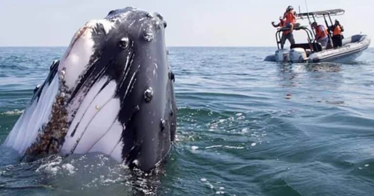 El misterio de un grupo de ballenas jorobadas: desde hace 70.000 años viven en una pequeña franja costera
