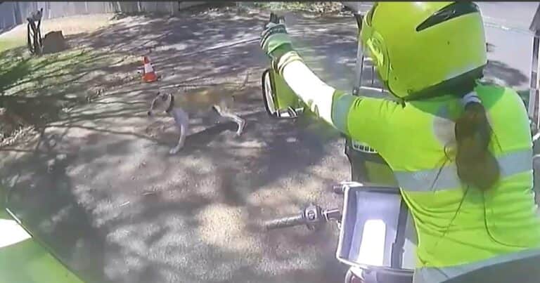 Australia equipó a sus carteros con un aerosol especial tras un récord de ataques de perros