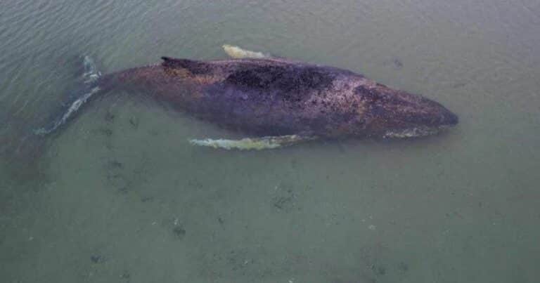 Los restos de Timmy, la ballena que estuvo varada dos meses serán convertidos en biocombustible