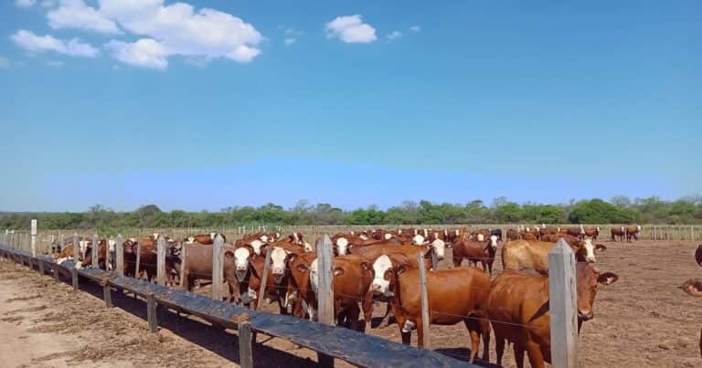 «Récord en 30 años»: el Gobierno celebró el peso de faena alcanzado en mayo