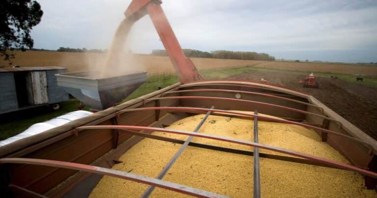 La soja llega a una zona decisiva: China, el clima y los aceites pueden definir el próximo gran movimiento