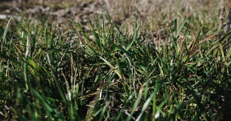 Se mostró a campo los resultados contra el raigrás resistente de un herbicida recientemente lanzado que tiene un nuevo modo de acción