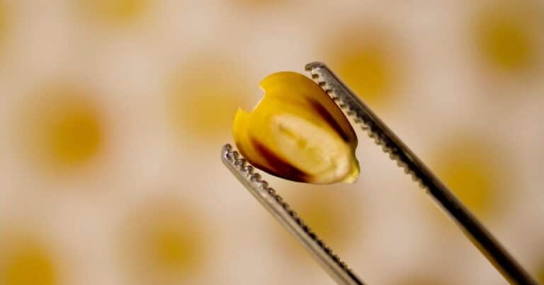 «Mejora trascendental»: el Gobierno derogó una medida del kirchnerismo que hacía «casi imposible» el patentamiento de desarrollos biotecnológicos