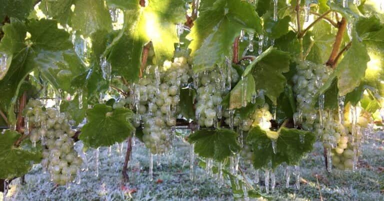 «Un iglú que protege la uva»: la apuesta que transformó a los Andes patagónicos en una nueva región vitivinícola