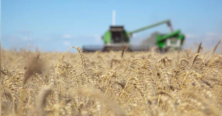 «Se acomodó»: por la baja del precio de un insumo clave, se sembrarían 150.000 hectáreas más de trigo