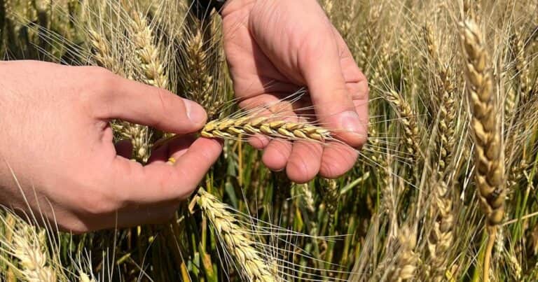 Trigo: Buscando la eficiencia de costos a partir de genética de alto rendimiento.