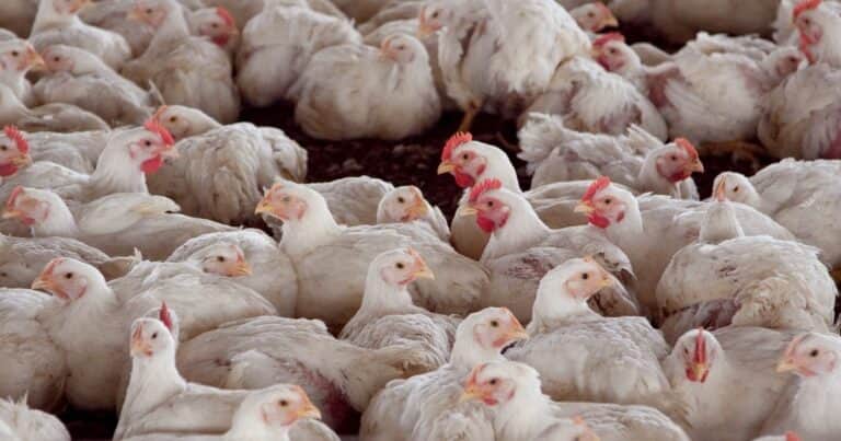 Exportaciones: Chile y Perú le vuelven a abrir las puertas a la carne de pollo argentina