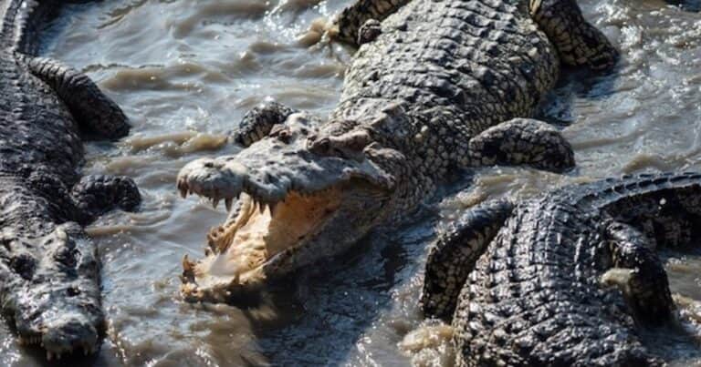 El niño que fue arrojado a una fosa con cocodrilos salió de estado crítico